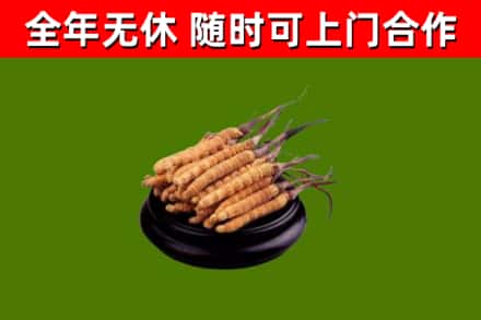盐山县回收冬虫夏草