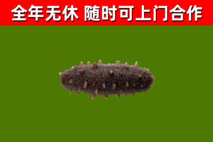 盐山县回收海参干